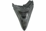 Serrated, Fossil Megalodon Tooth - South Carolina #236061-1